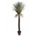 Wild Yucca Palmboom in Pot 190 cm